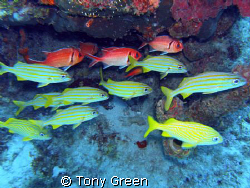 Grunts and soldiers together on a reef. by Tony Green 